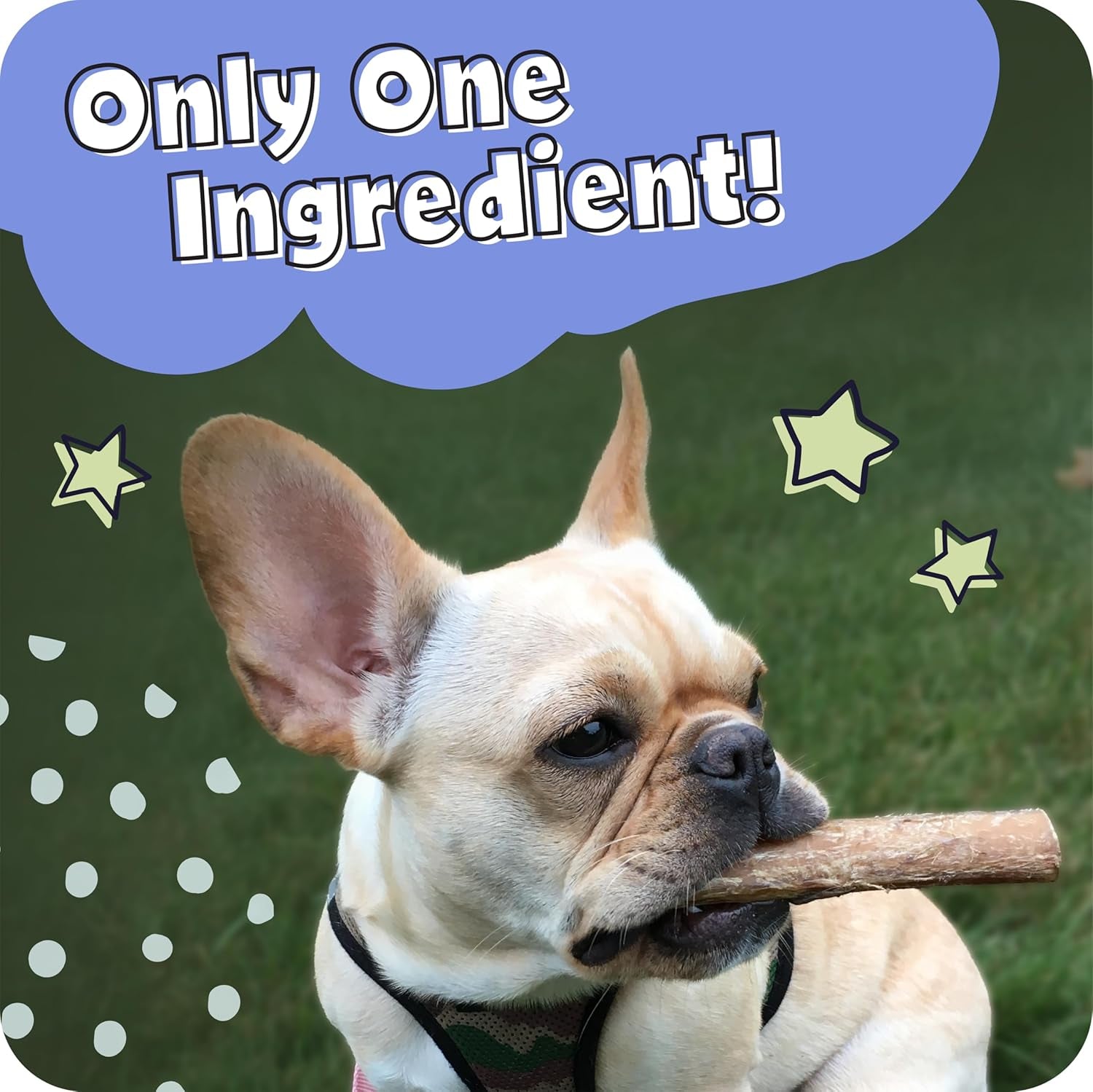 100% Natural 12-In Bully Sticks for Dogs - Tough Long-Lasting Rawhide-Free Single Ingredient Beef Pizzle Chew Treats for Medium & Large Dogs, Aggressive Chewers - 5 Count Pack