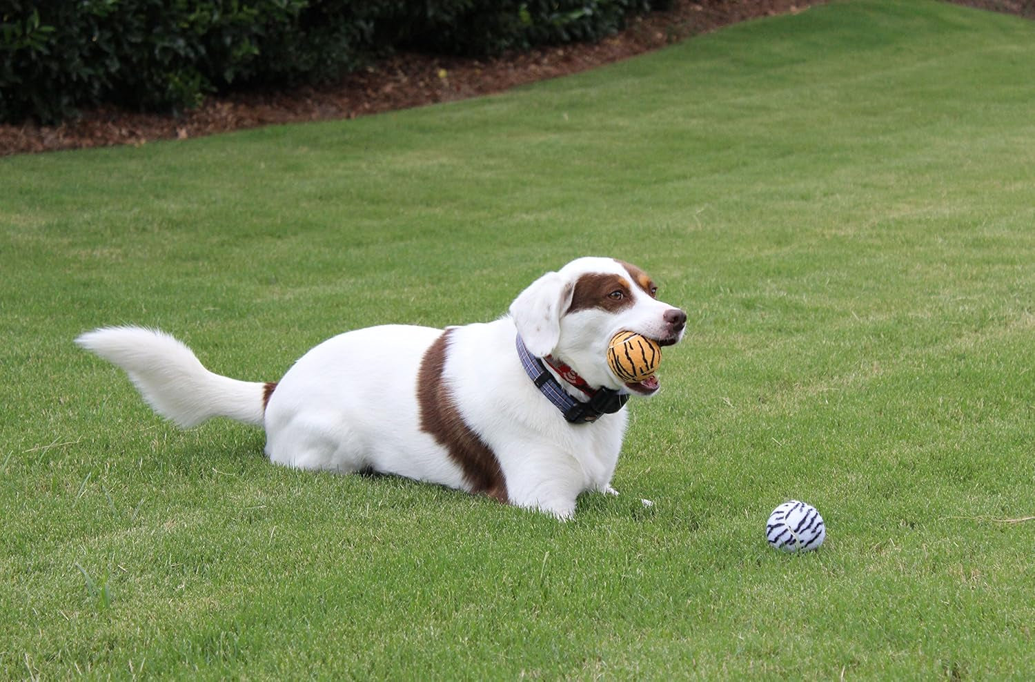 Unique Sports Dog Fetch Squeaker Balls Animal Prints 4 Pack