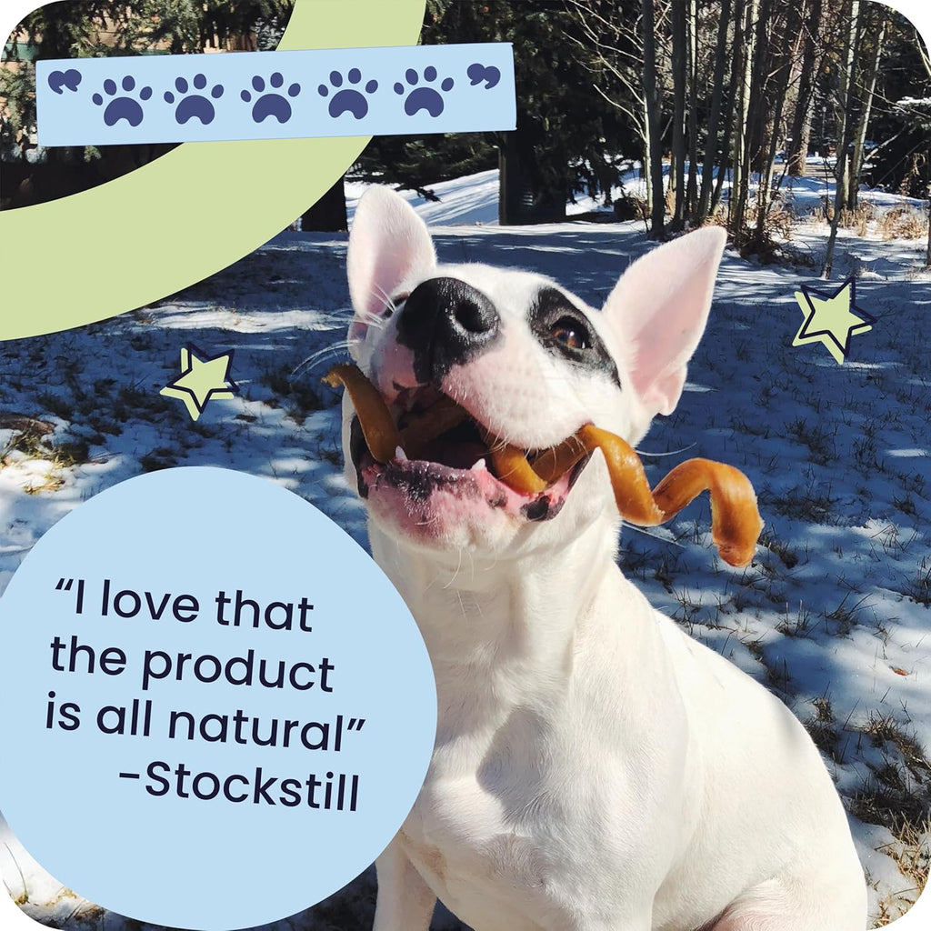 100% Natural 12-In Bully Sticks for Dogs - Tough Long-Lasting Rawhide-Free Single Ingredient Beef Pizzle Chew Treats for Medium & Large Dogs, Aggressive Chewers - 5 Count Pack
