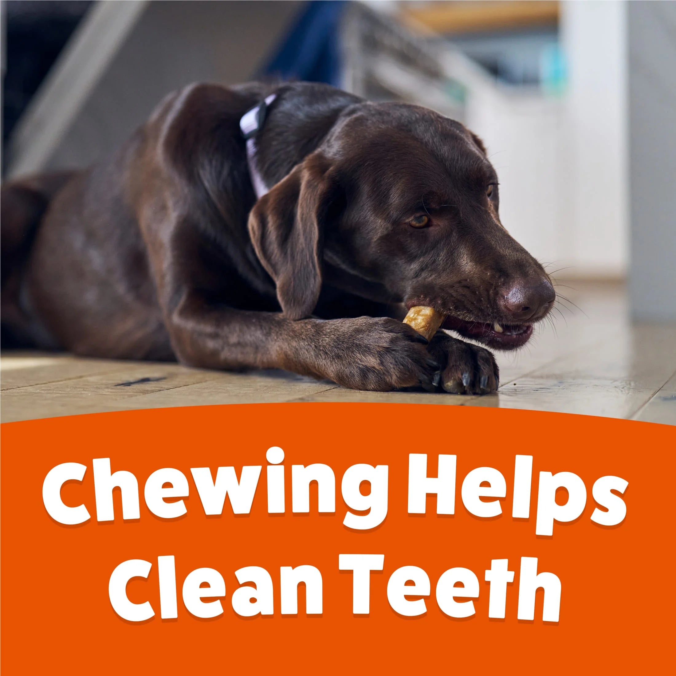 Purina  , Long Lasting Small/Medium Breed Adult Dog Chews, Peanut Butter Flavor, 21 Oz. Pouch