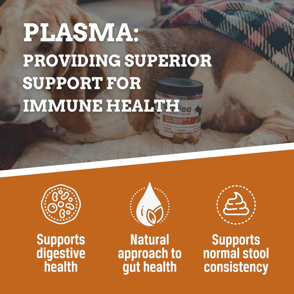 Dog Gut Health Supplement – Plasma-Powered Soft Chews for Dog Immune Health Support & Gut Health, Made with Natural Ingredients for Dogs of All Breeds & Sizes - 60 Count