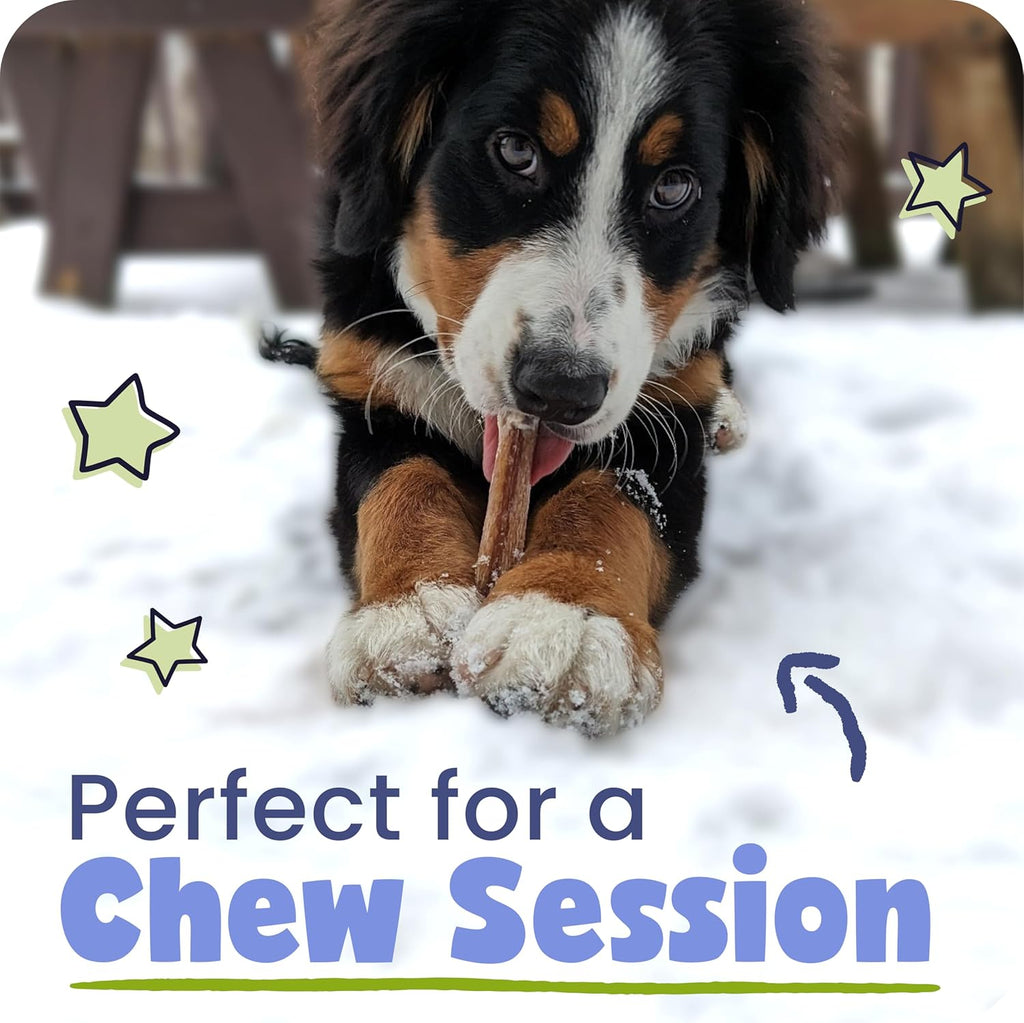 100% Natural 12-In Bully Sticks for Dogs - Tough Long-Lasting Rawhide-Free Single Ingredient Beef Pizzle Chew Treats for Medium & Large Dogs, Aggressive Chewers - 5 Count Pack